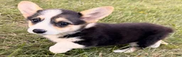Welsh Corgi Pembroke dogs for sale: Annie - Ad 1