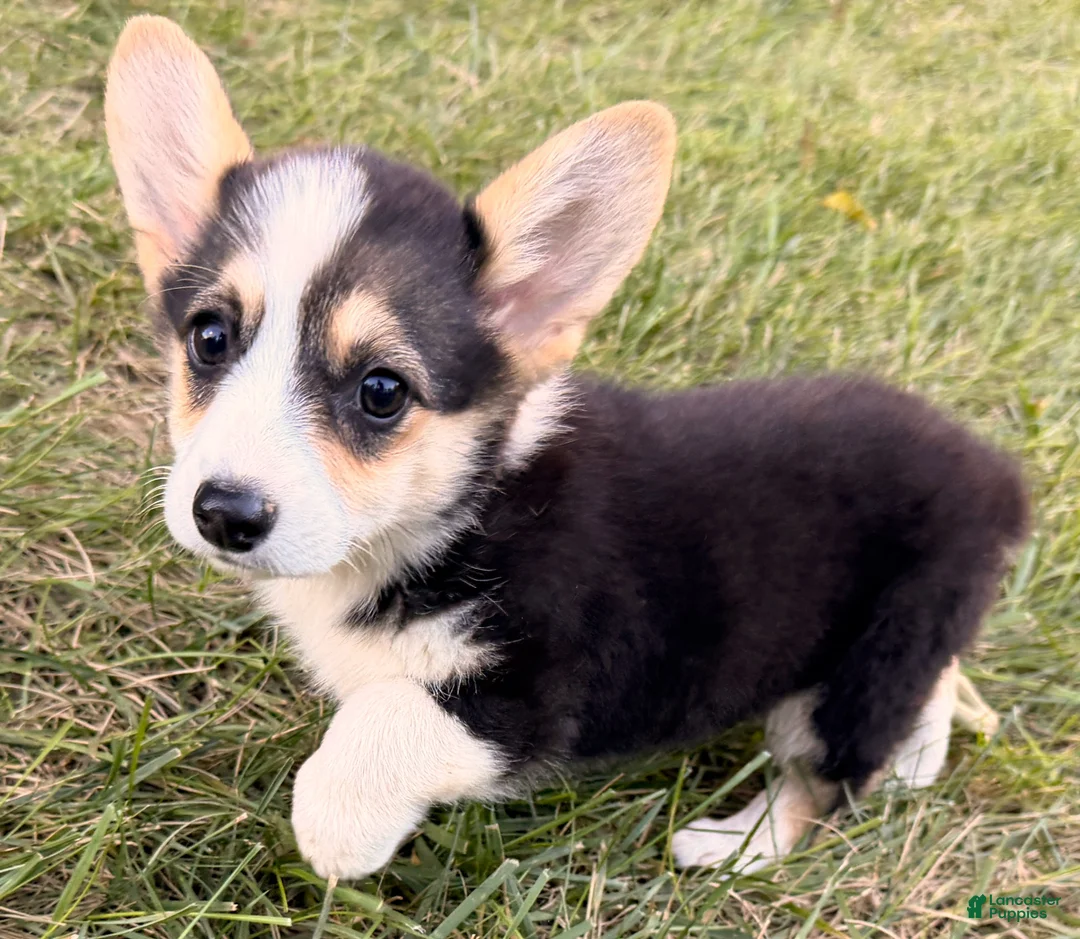Welsh Corgi Pembroke dogs for sale: Annie - Ad 1