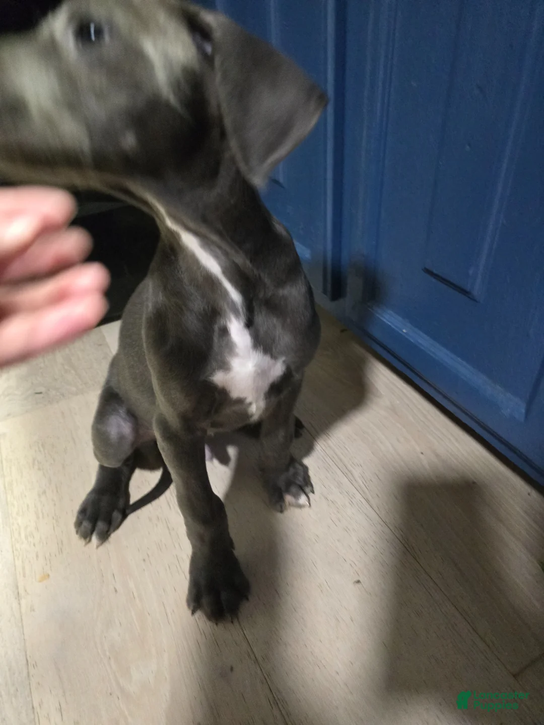 Great Dane dogs for sale: Great Dane Puppy 1 - Ad 9