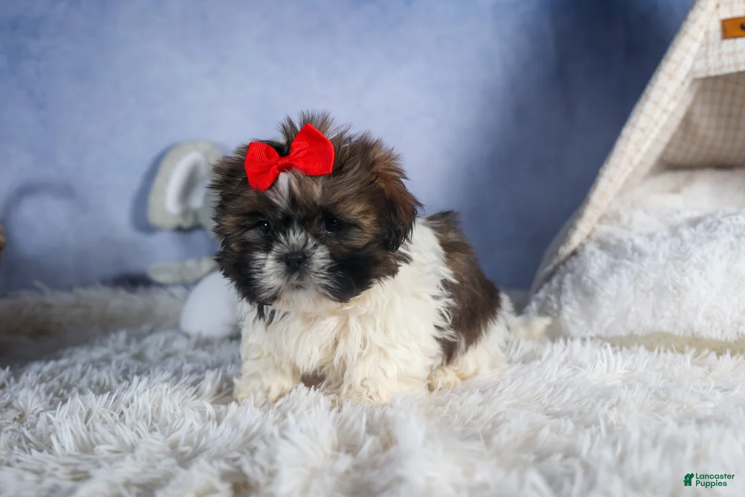 Shih Tzu dogs for sale: CHARLIE - Ad 24