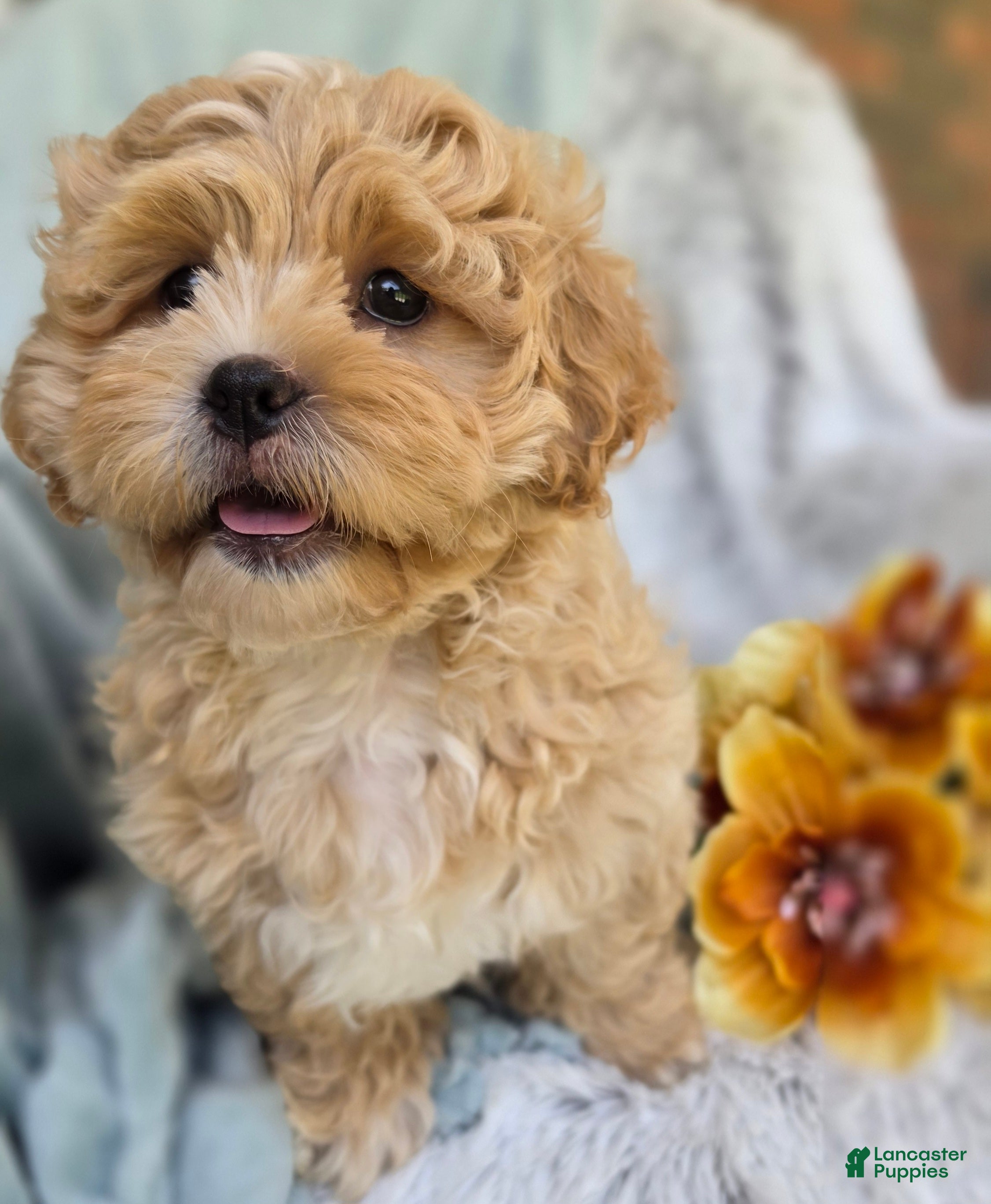 Shihpoo dogs Biscuit - Ad 2