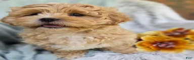 Biscuit