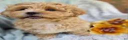 Shihpoo dogs for sale: Biscuit - Ad 1