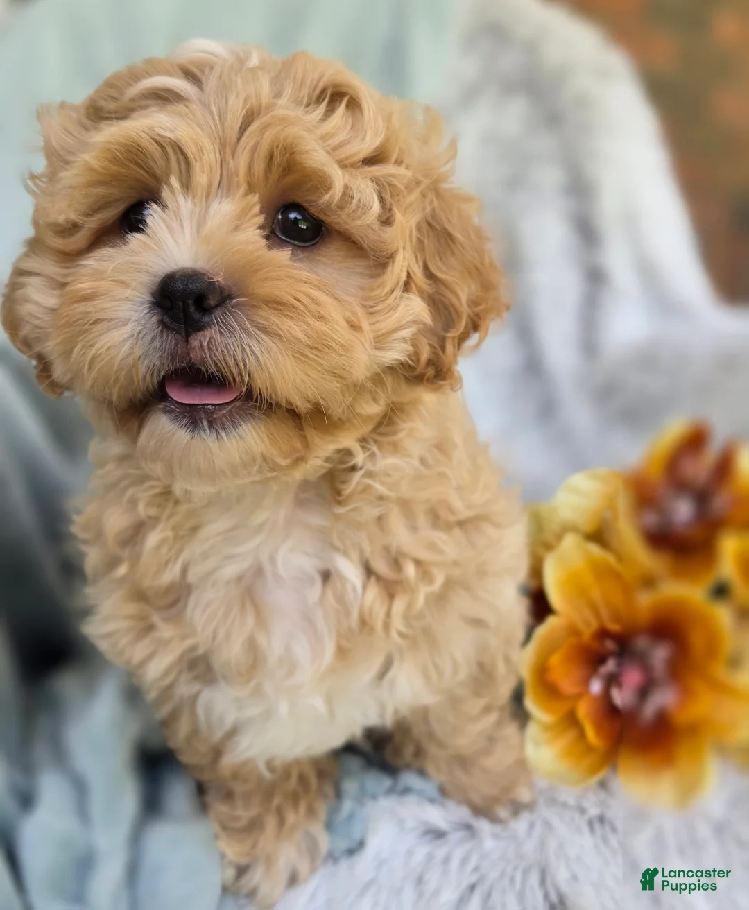 Shihpoo dogs for sale: Biscuit - Ad 1