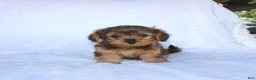 Yorkiepoo dogs for sale: Evan  - Ad 2
