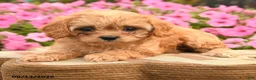 Cavapoo dogs for sale: Coco  - Ad 4