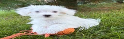Maltese dogs for sale: Enzo - Ad 2