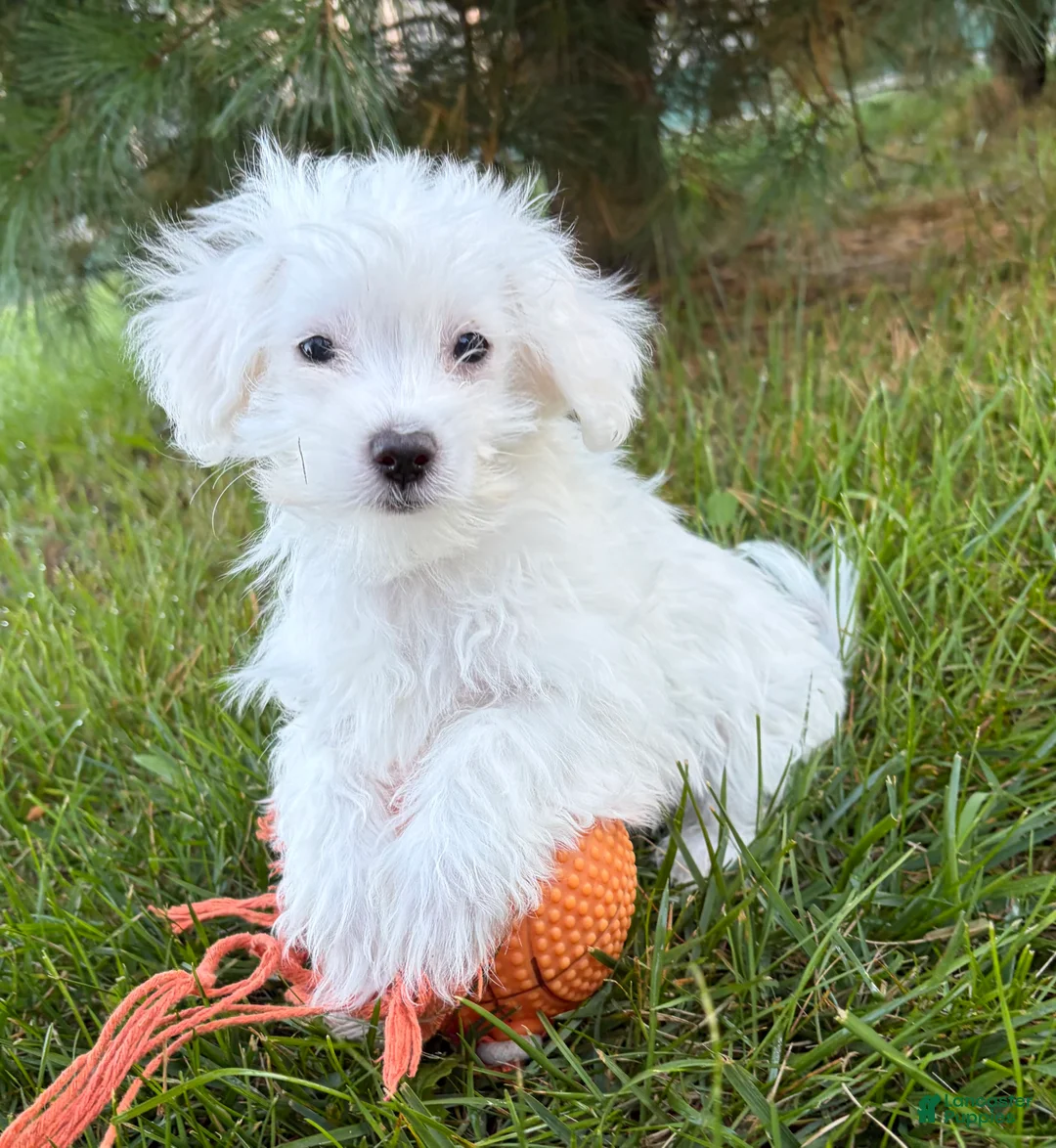Maltese dogs for sale: Enzo - Ad 2