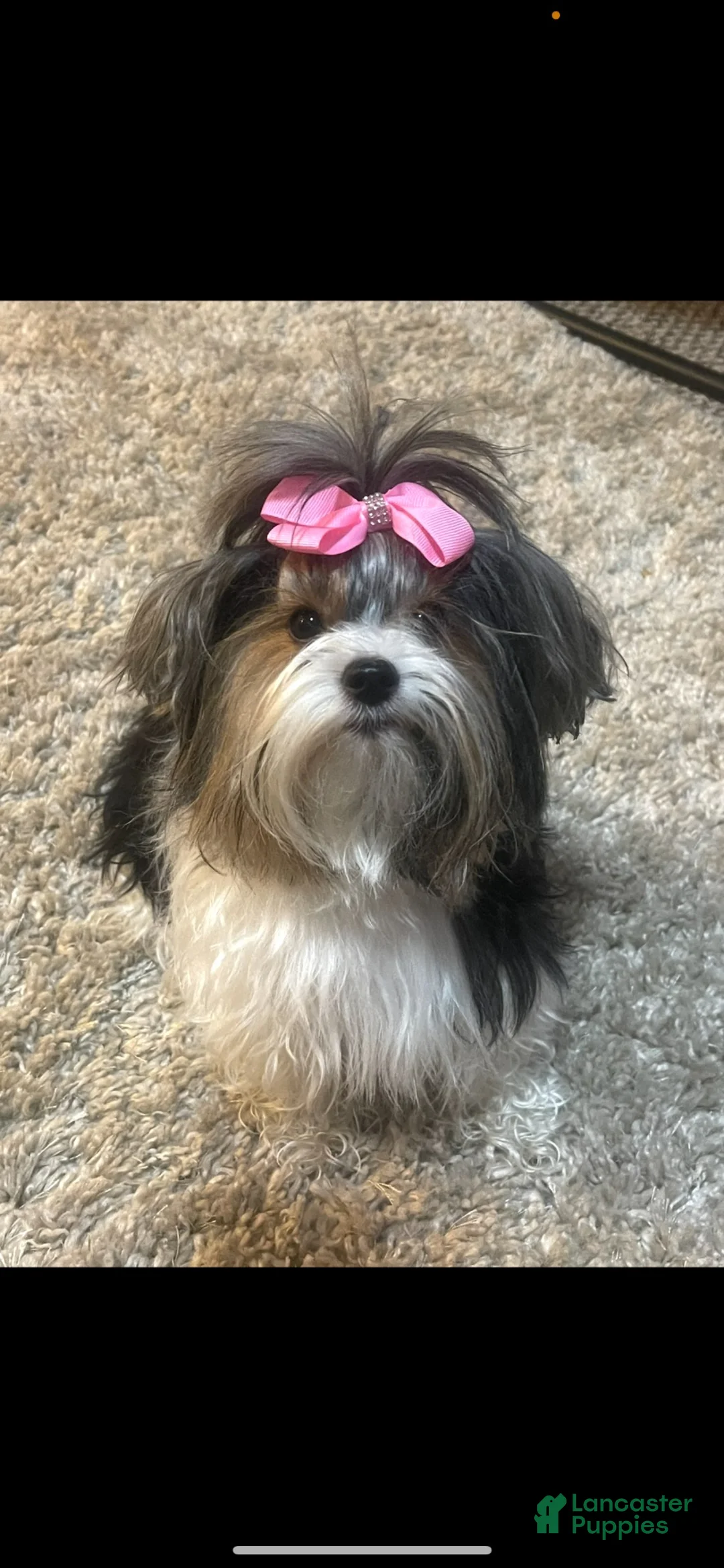 Yorkshire Terrier dogs for sale: Yorkshire Terrier 3 - Ad 2