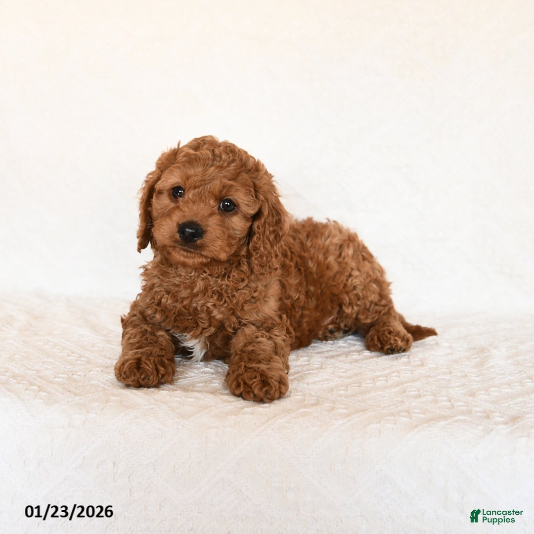 Cavapoo dogs for sale: Sailor - Ad 4