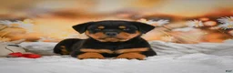 Rottweiler dogs for sale: Mason - Ad 1
