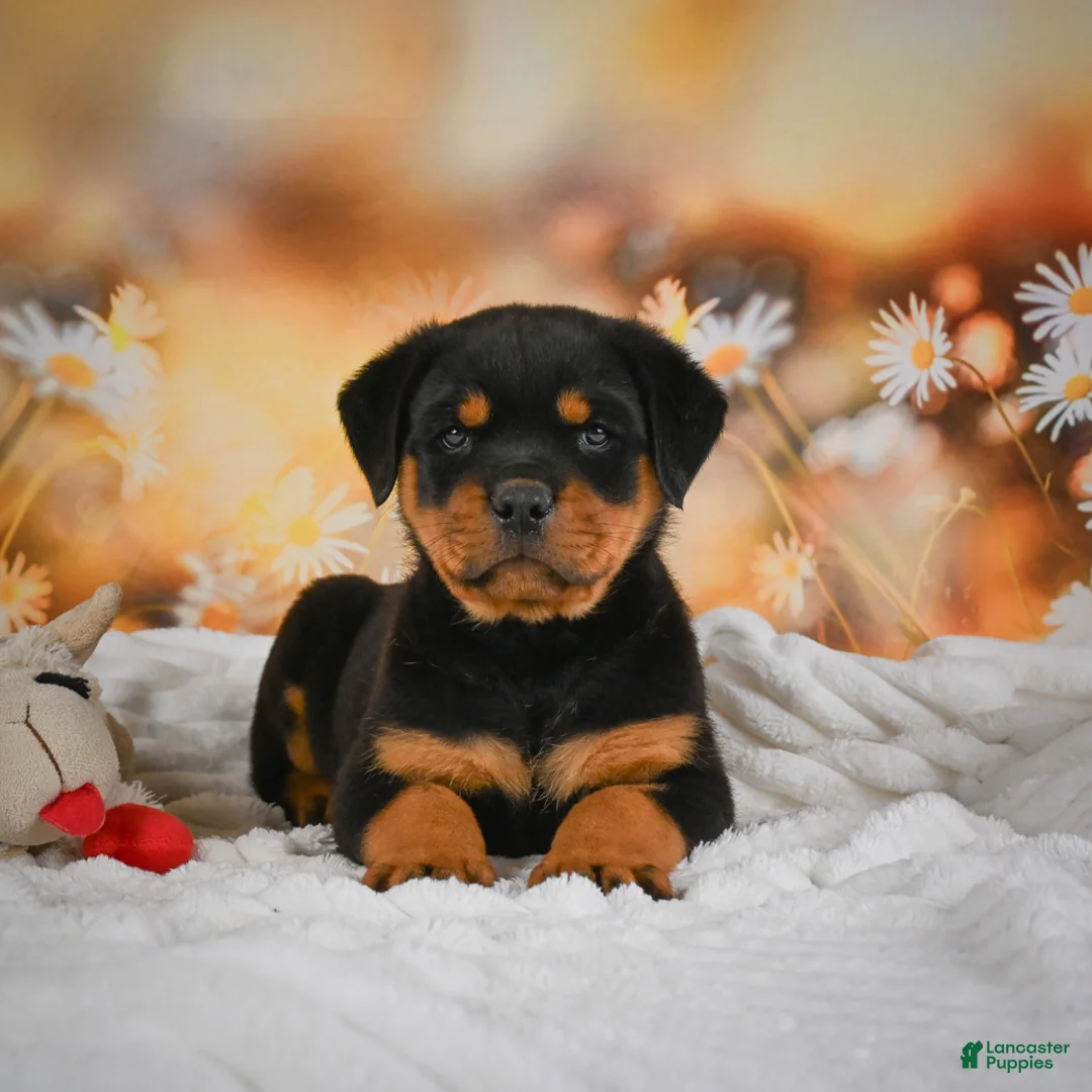 Rottweiler dogs for sale: Mason - Ad 1