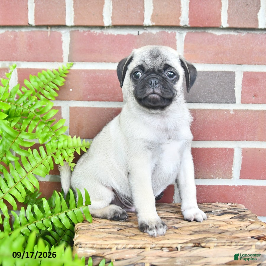 Pug dogs Tonto - Ad 1
