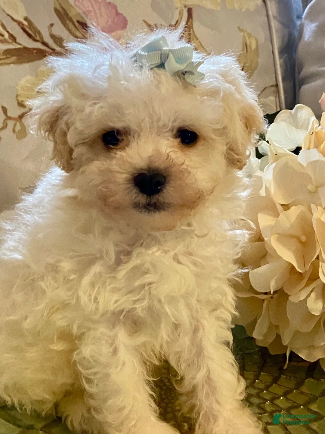 Pomapoo dogs for sale: Pomapoo 1 - Ad 1