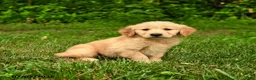 Golden Retriever dogs for sale: Nila - Ad 3