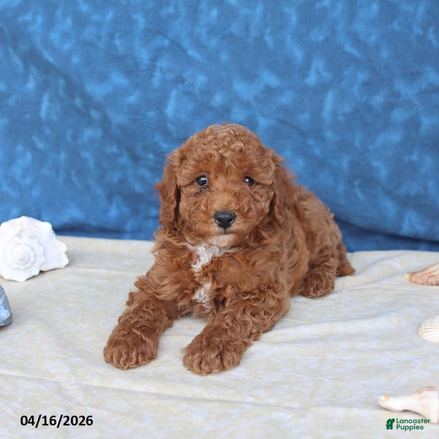 Goldendoodle dogs Blitz   - Ad 1