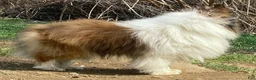 Shetland Sheepdog dogs for sale: Sylvan  - Ad 14