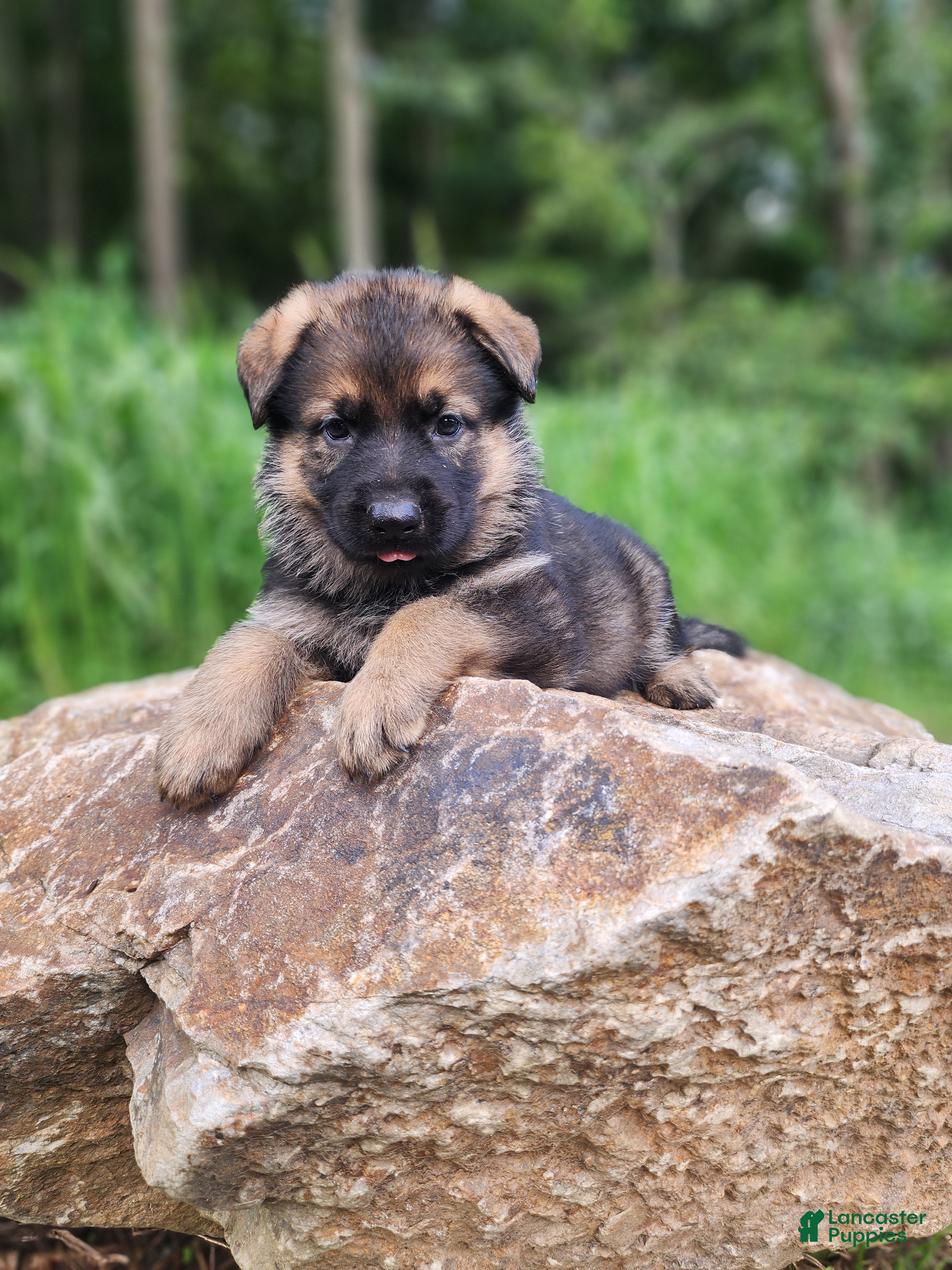 German Shepherd dogs  Thora - Ad 2