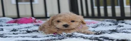 Maltipoo dogs for sale: Kira - Ad 3
