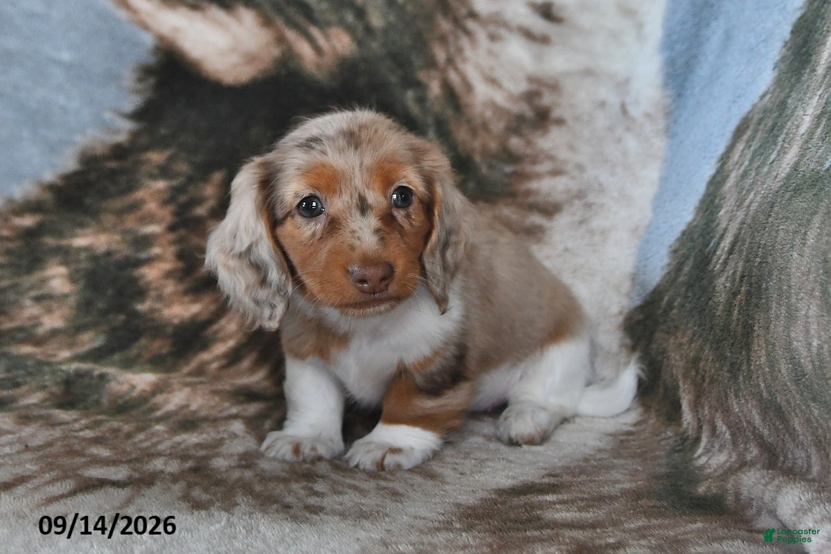 Miniature Dachshund dogs Daisy - Ad 2