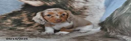 Miniature Dachshund dogs for sale: Daisy - Ad 2