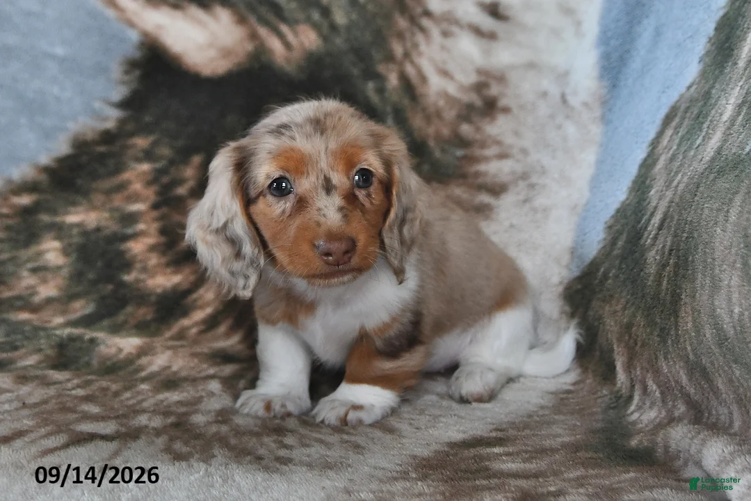 Miniature Dachshund dogs for sale: Daisy - Ad 2