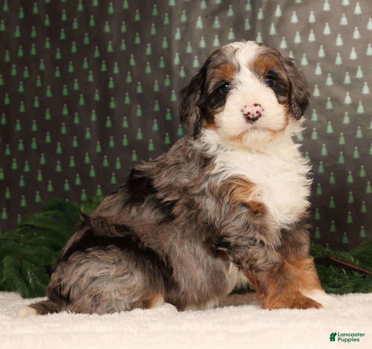 Mini Bernedoodle dogs Dasher - Ad 42
