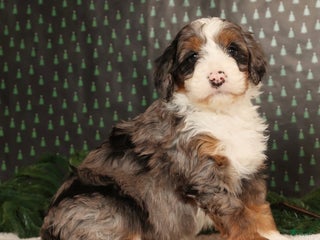 Mini Bernedoodle dogs Dasher - Ad 42