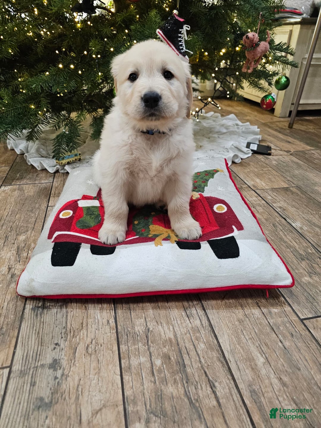 Golden Retriever dogs for sale: Golden Retriever Puppy 4 - Ad 70