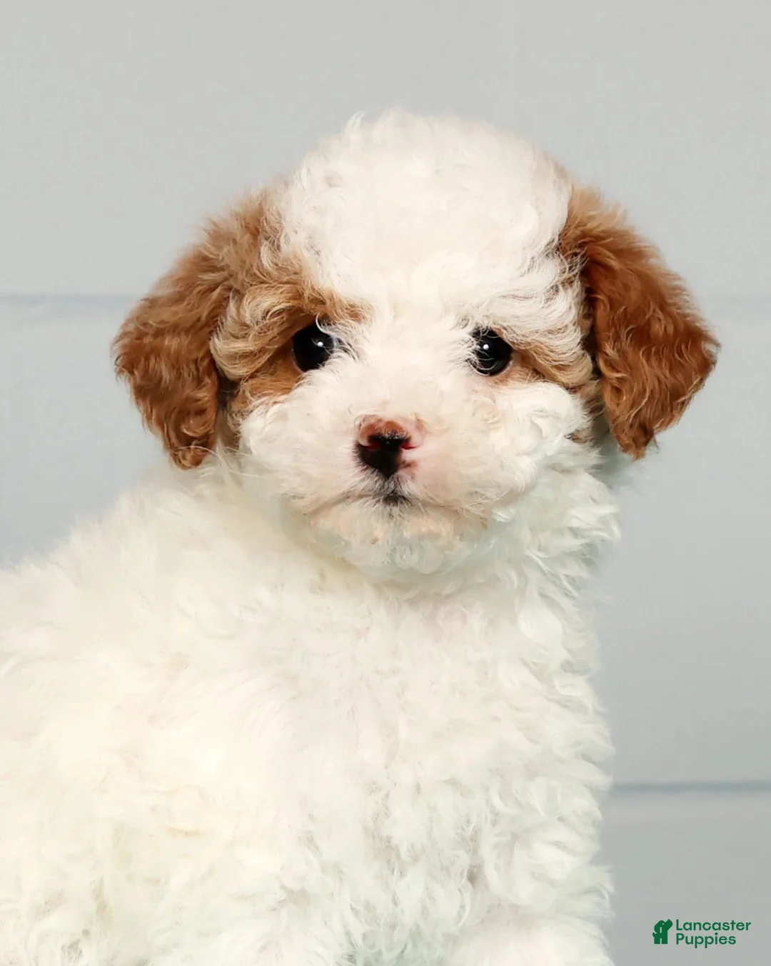 Toy Poodle dogs for sale: Misty - Ad 9