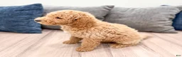 Miniature Labradoodle dogs for sale: Kota - Ad 6