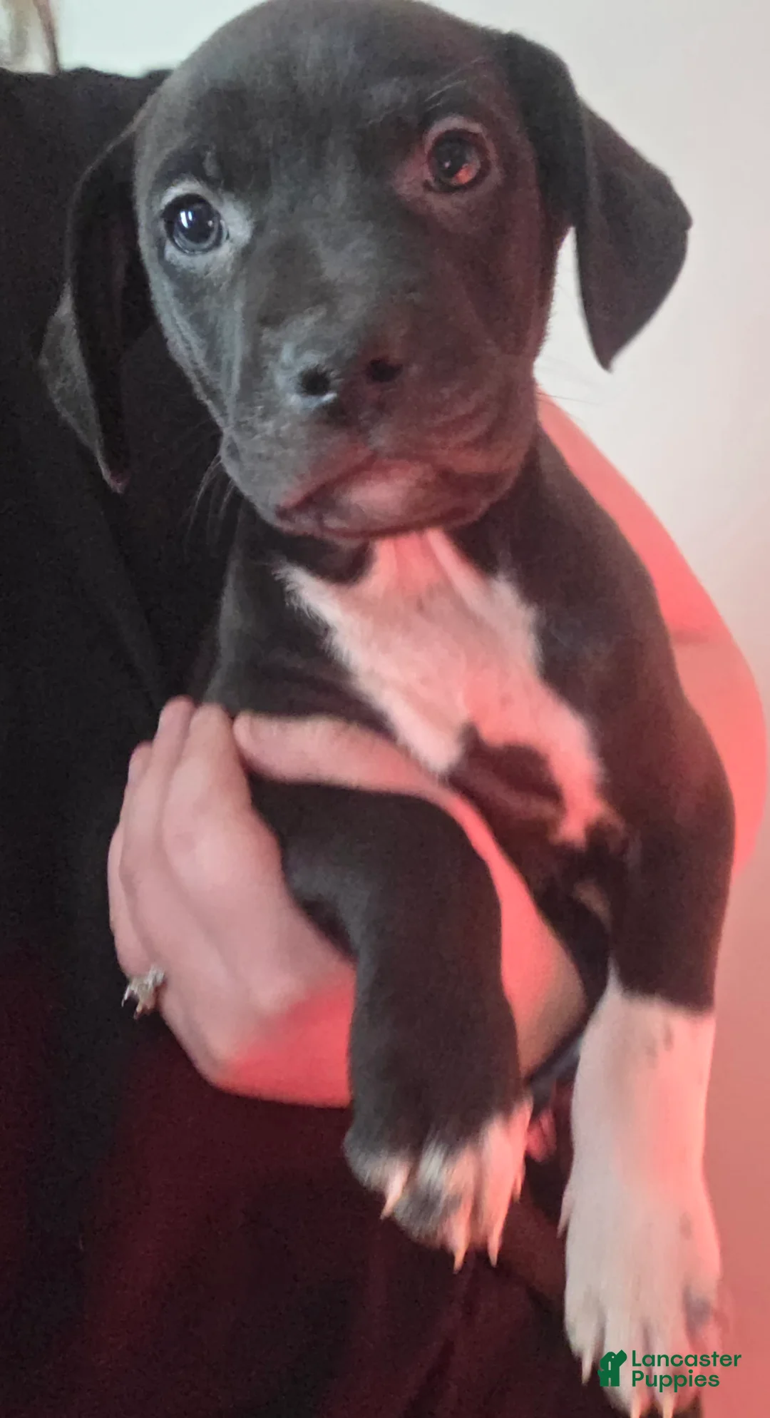 Mixed Breed dogs for sale: Midnight - Ad 1