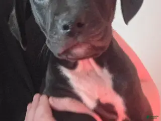 Mixed Breed dogs Midnight - Ad 22