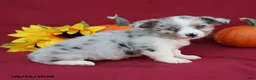 Mixed Breed dogs for sale: Artie - Ad 5