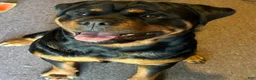 Rottweiler dogs for sale: Diesel - Ad 3