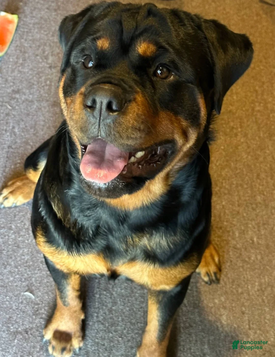 Rottweiler dogs for sale: Diesel - Ad 3