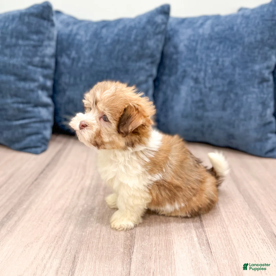 Havanese dogs for sale: Molly - Ad 4