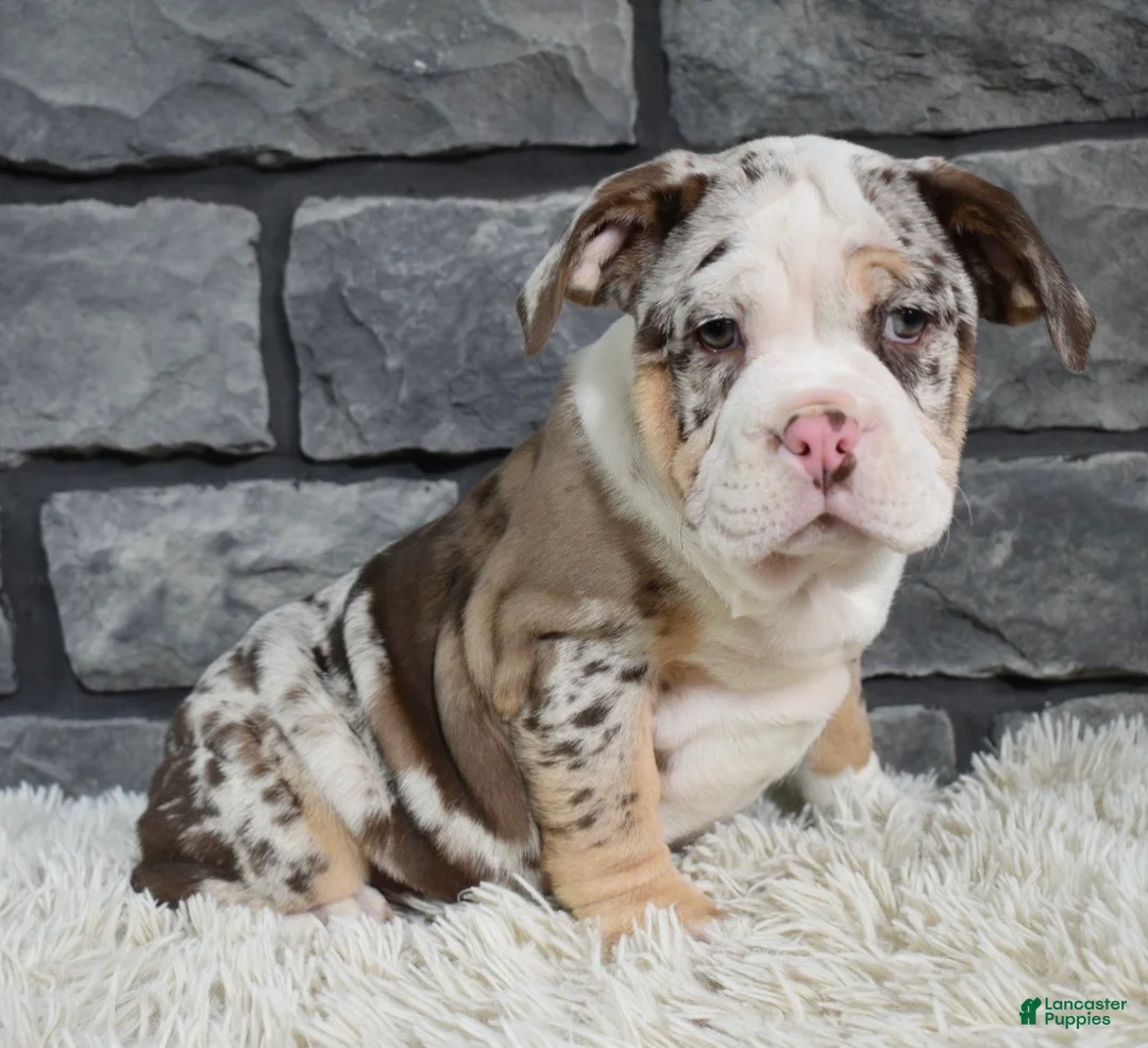 Mixed Breed dogs for sale: Bailey  - Ad 2