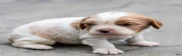 Cavalier King Charles Spaniel dogs for sale: Peter Cavalier King Charles Spaniel Puppy  - Ad 6