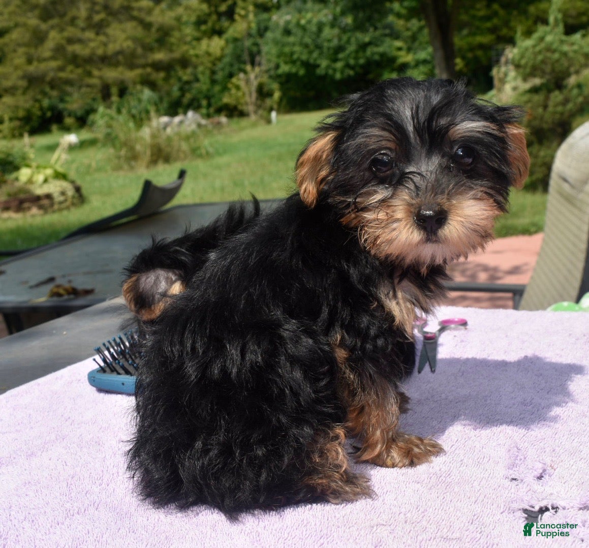 Yorkiepoo dogs Sapphire  - Ad 2