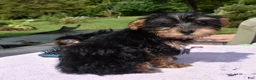 Yorkiepoo dogs for sale: Sapphire  - Ad 2