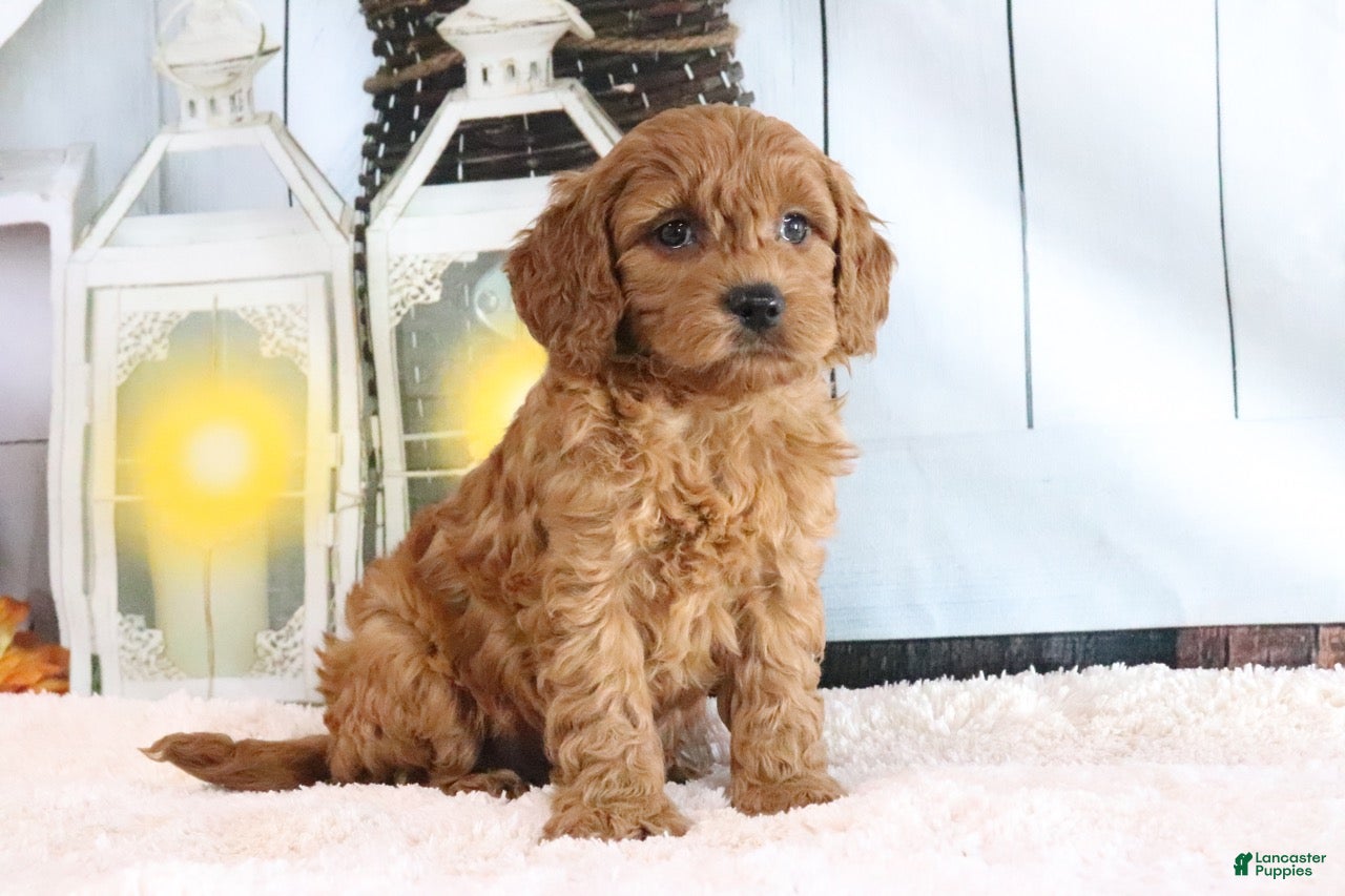 Mini Goldendoodle dogs Marco - Ad 2
