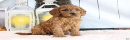 Mini Goldendoodle dogs for sale: Marco - Ad 2
