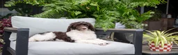 Standard Poodle dogs for sale: Gravel Road - Ad 1
