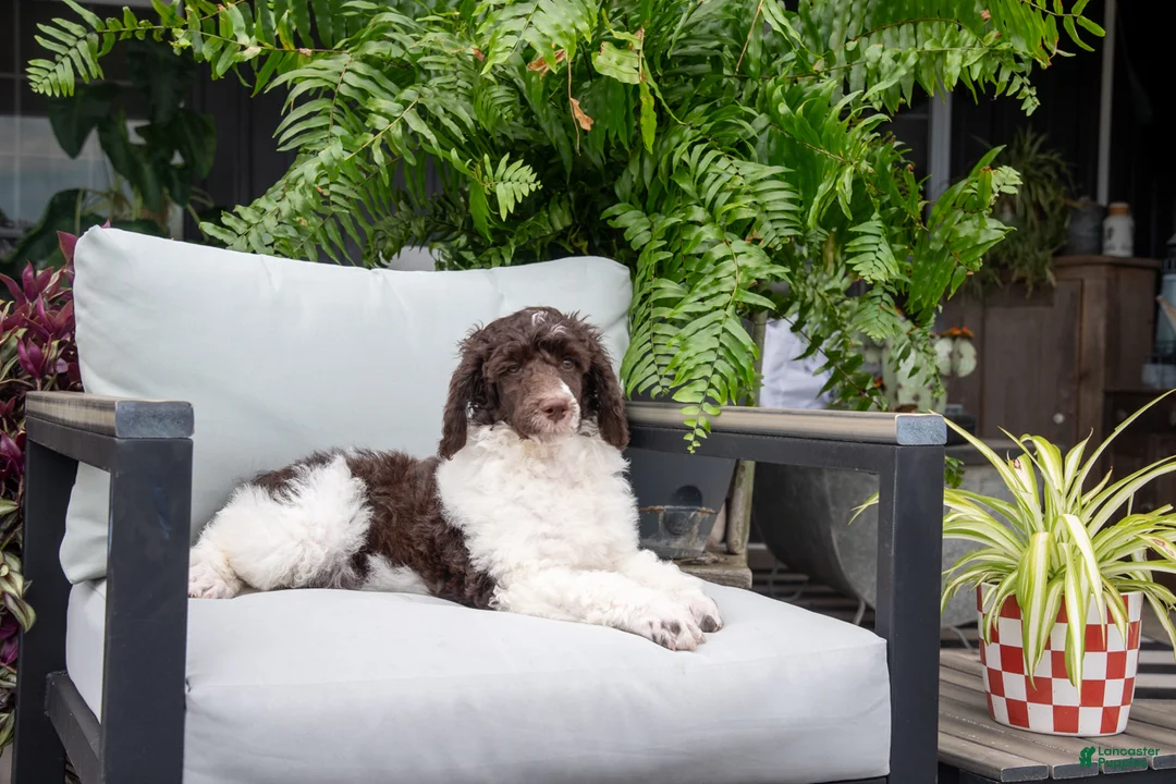 Standard Poodle dogs for sale: Gravel Road - Ad 1