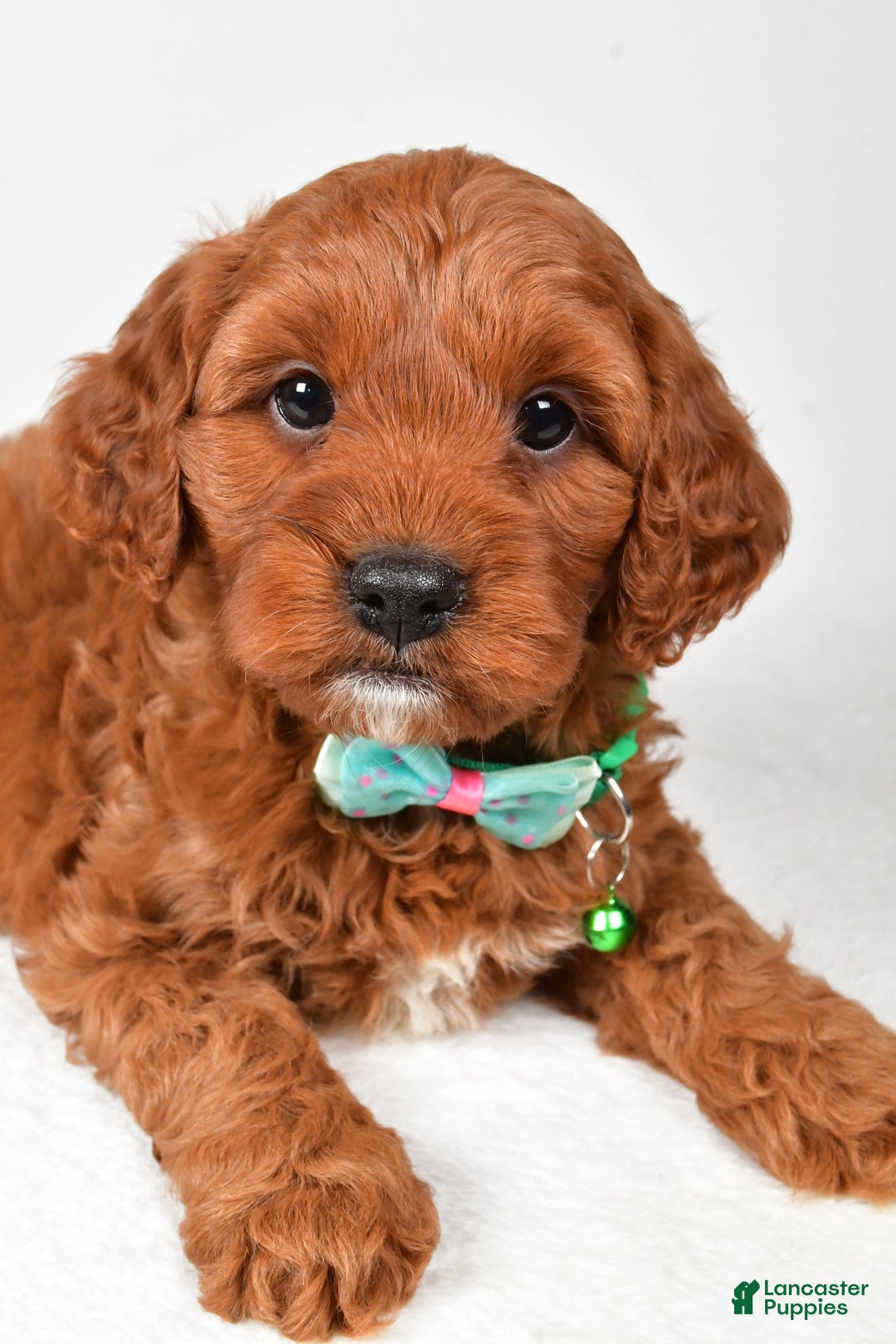 Cavapoo dogs for sale: Titus - Ad 9