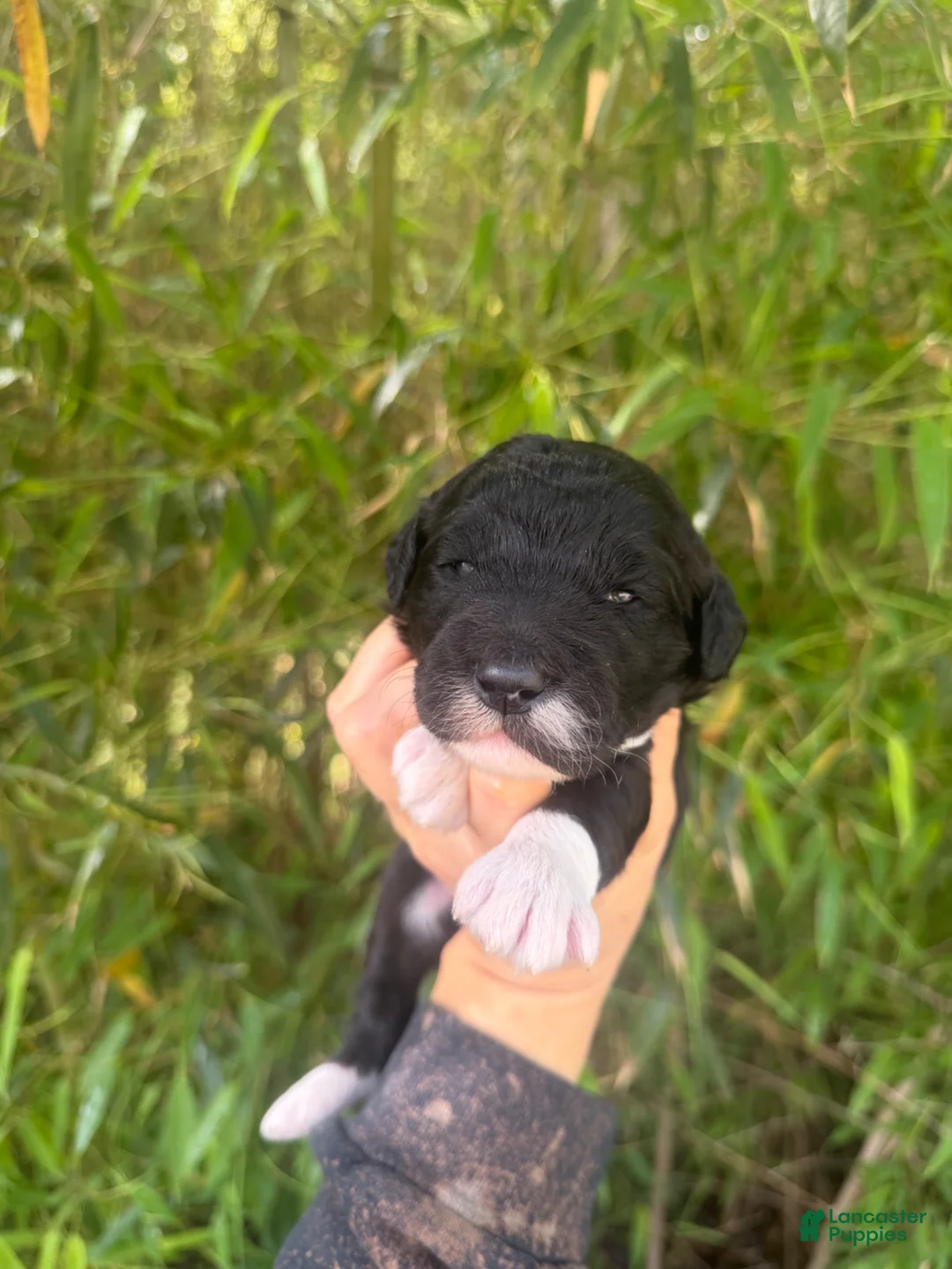 Aussiedoodle dogs for sale: Aussiedoodle Puppy 6 - Ad 1