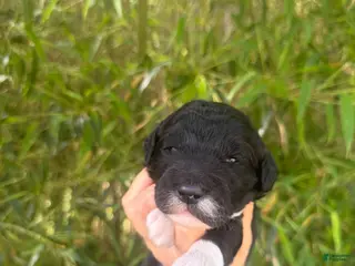 Aussiedoodle dogs Aussiedoodle Puppy 6 - Ad 19