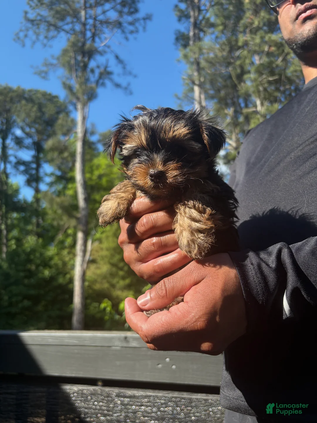 Yorkshire Terrier dogs for sale: Yorkshire Terrier Puppy 1 - Ad 2