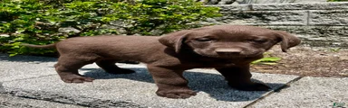 Rex